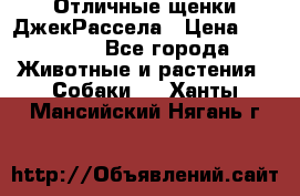 Отличные щенки ДжекРассела › Цена ­ 50 000 - Все города Животные и растения » Собаки   . Ханты-Мансийский,Нягань г.